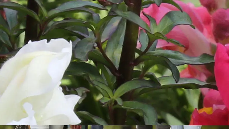 Flowers and plants