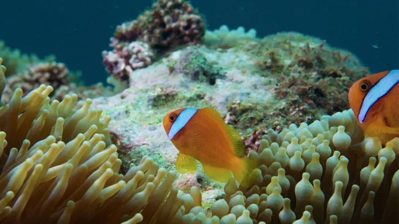 A clown fish swimming through a coral reef