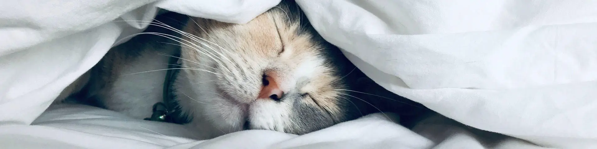 cat sleeping